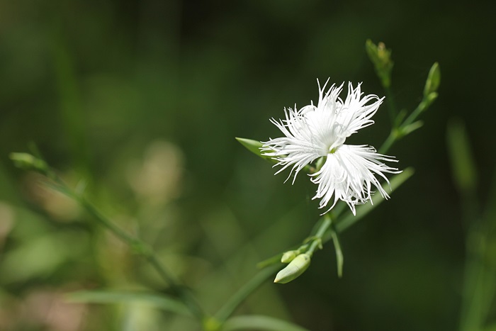 カワラナデシコ　白花_a0183666_14181829.jpg