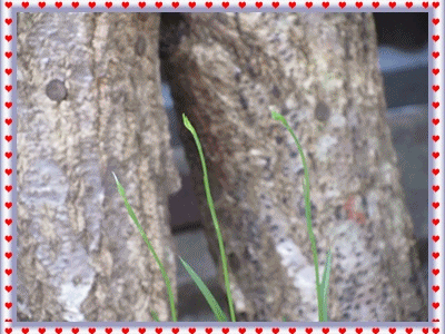 b0149071_15594079.gif