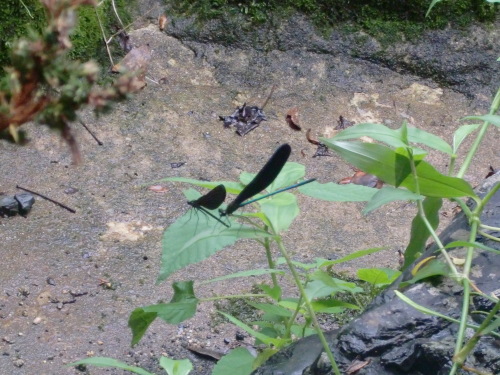 a0125981_21360320.jpg