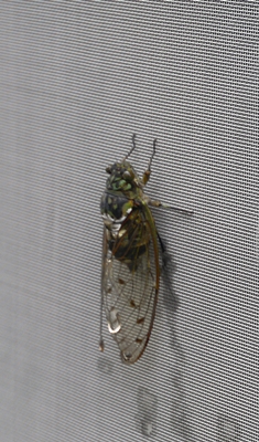 b0018682_23494831.jpg
