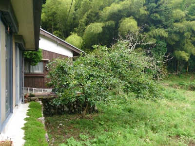 e0252905_1648687.jpg