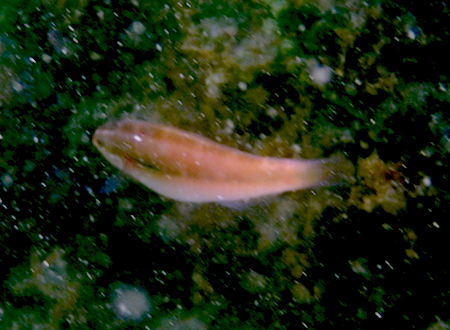 浅瀬の魚たち 子どもとシュノーケリング 世話要らずの庭