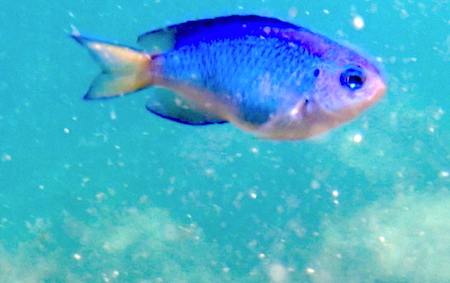 浅瀬の魚たち 子どもとシュノーケリング 世話要らずの庭 浅瀬の魚たち 子どもとシュノーケリング 世話要らずの庭