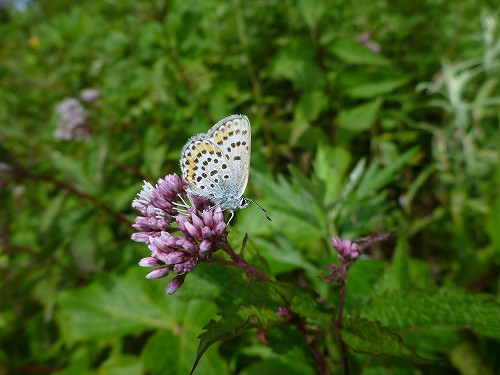 c0048117_1550663.jpg
