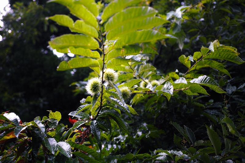 「四季の花だより」　～ 久しぶりの四時川流域散策 ～_b0338222_22352045.jpg