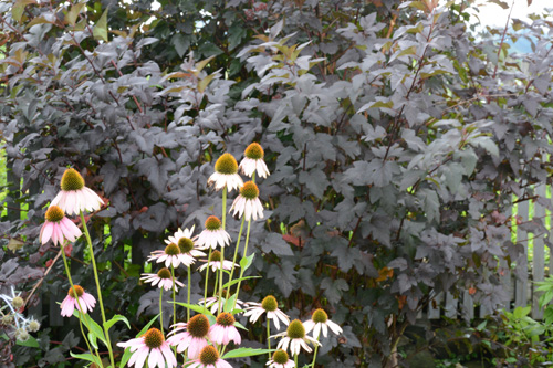 c0107129_2173727.jpg
