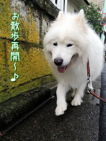 日曜台風前散歩_c0062832_611730.jpg