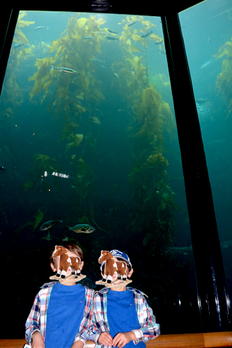 Monterey Bay Aquarium　モントレー湾水族館_f0108332_14564775.jpg