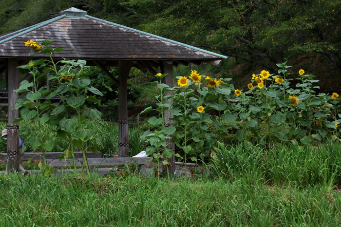 蓮華寺池公園のひまわり_c0309734_01165419.jpg