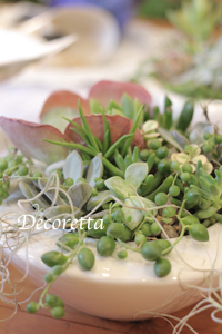 多肉植物のオーダーいただきました_f0296440_19322121.jpg