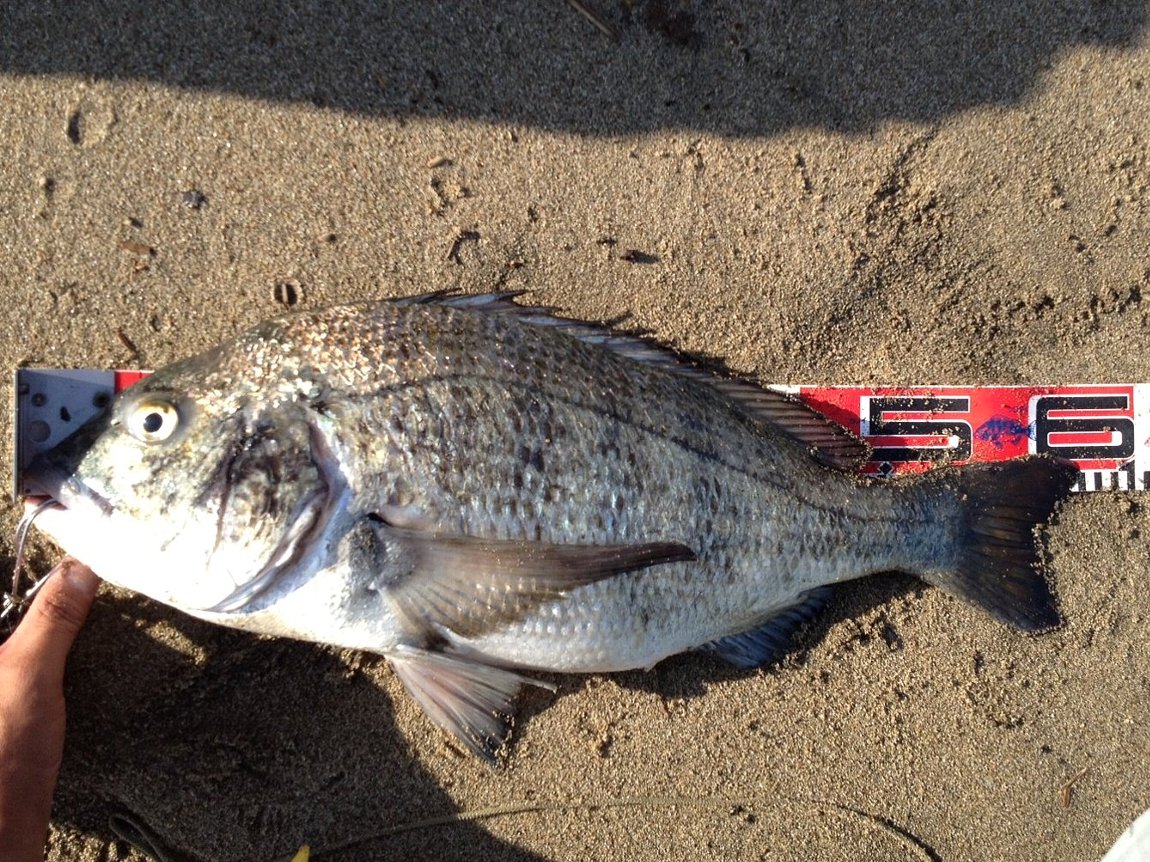 魚 黒鯛 の長さの測り方 陸奥一人旅
