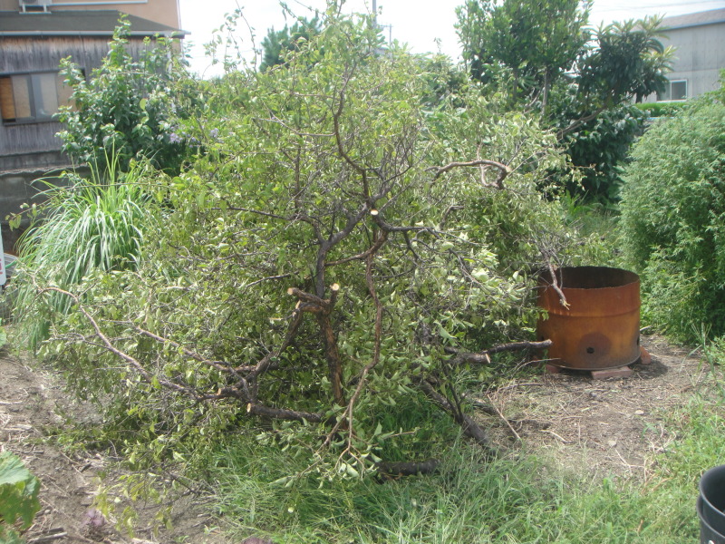 c0108460_21250851.jpg