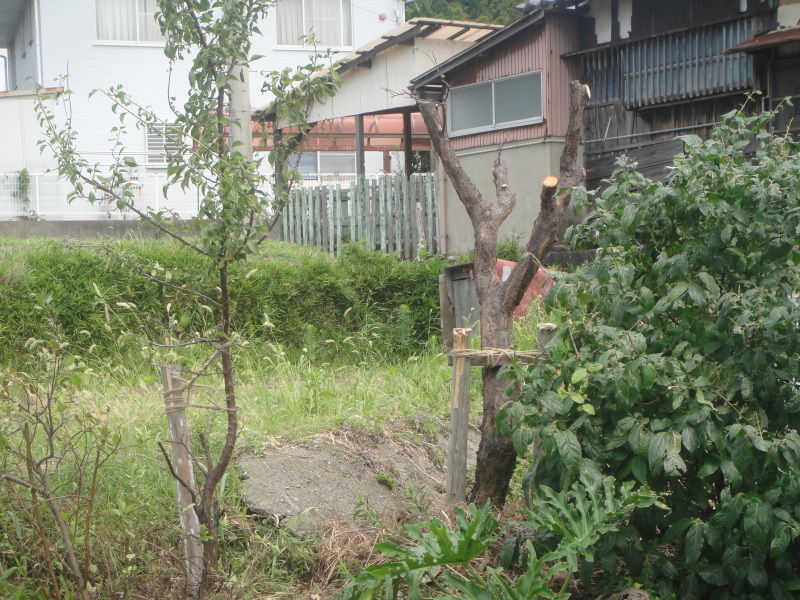 台風11号の置き土産に四苦八苦_c0108460_21250921.jpg