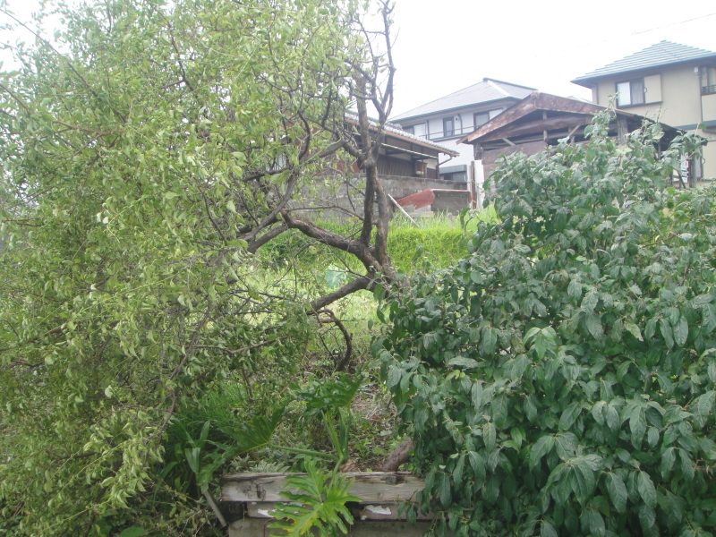 台風11号の置き土産に四苦八苦_c0108460_21251100.jpg