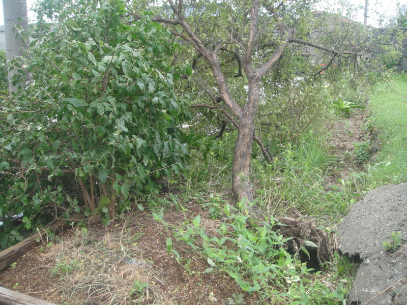 c0108460_21251109.jpg
