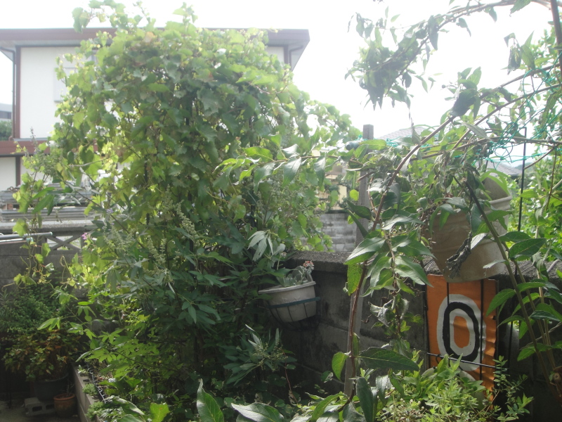 台風11号の置き土産に四苦八苦_c0108460_21251228.jpg