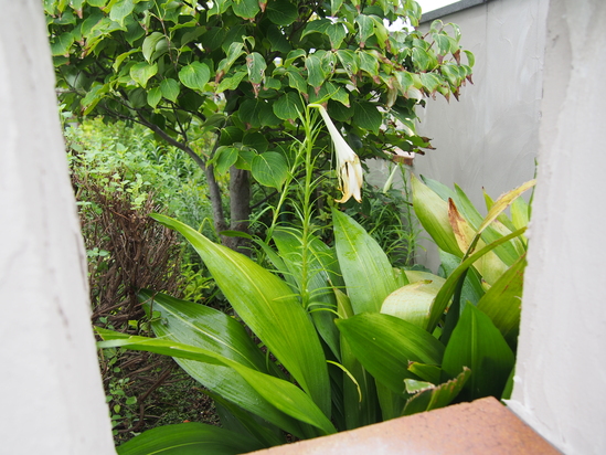b0194267_2051050.jpg
