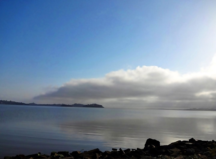 At Bay View marsh - San Rafael_a0126969_5464948.jpg