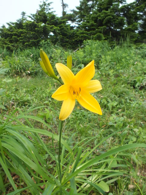 ８月４日　志賀・横手山　その１_e0145782_5551046.jpg