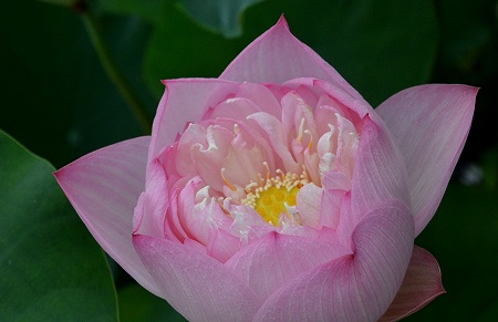 極楽寺　蓮の花が咲いて_c0229483_1238868.jpg