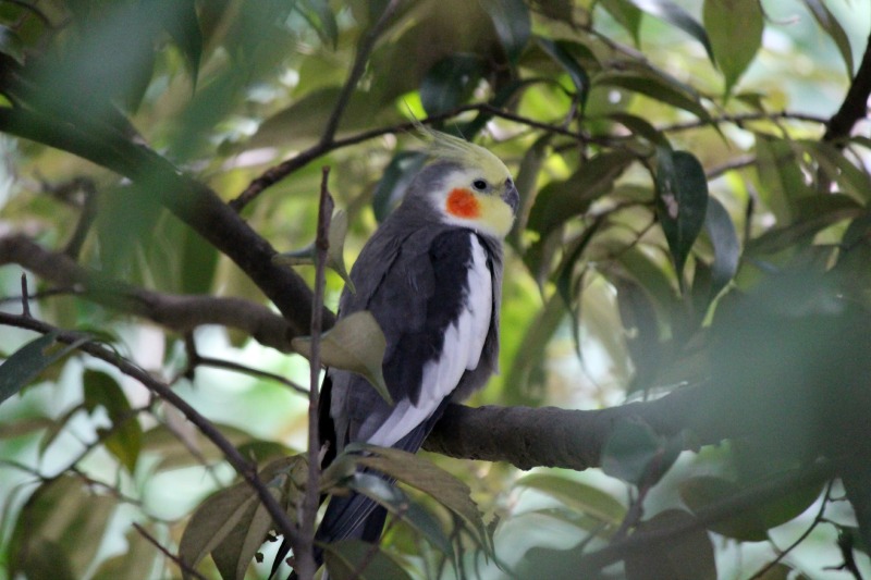 キャンベルタウン野鳥の森⑤_a0127090_15321663.jpg