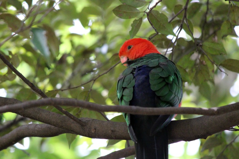 キャンベルタウン野鳥の森⑤_a0127090_15451296.jpg