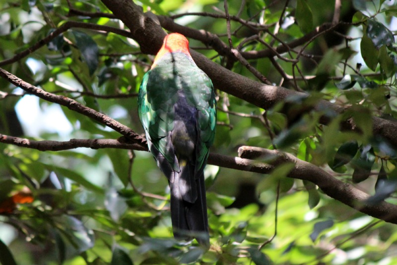 キャンベルタウン野鳥の森⑤_a0127090_15574274.jpg