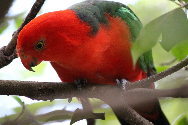 キャンベルタウン野鳥の森⑤_a0127090_15581968.jpg