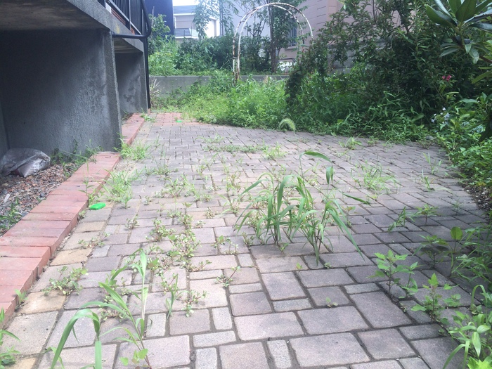 ハリーポッター&草むしり_c0226202_12395069.jpg