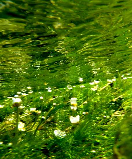 　梅花藻の水中写真　　　８．１２_d0140806_8164324.jpg