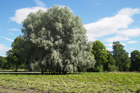 d0063314_18163.jpg