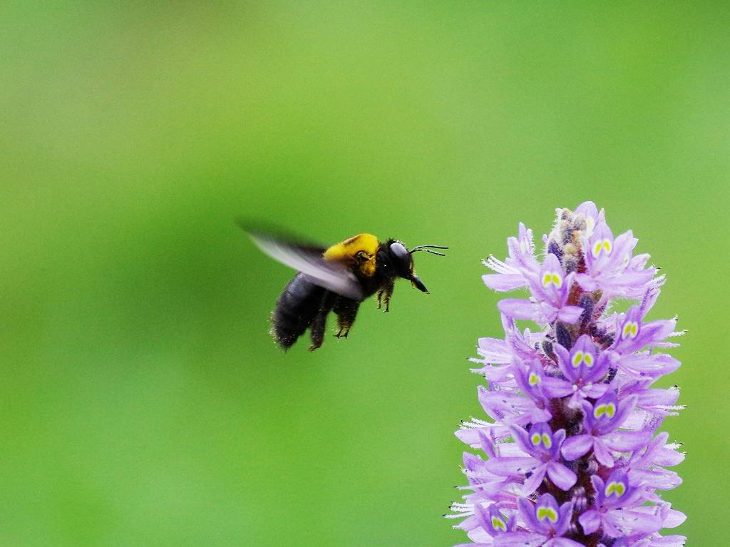 丸長葉水葵の花と熊蜂（飛翔編）_e0293921_21192439.jpg