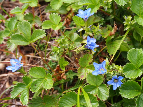 米ちゃんトレッキング~花の宝庫 秋田駒ヶ岳~*2014.07.25_b0147224_2235776.jpg