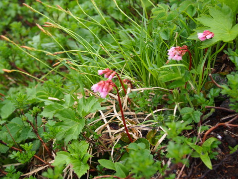米ちゃんトレッキング~花の宝庫 秋田駒ヶ岳~*2014.07.25_b0147224_22444681.jpg