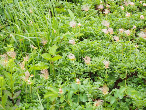 米ちゃんトレッキング~花の宝庫 秋田駒ヶ岳~*2014.07.25_b0147224_22455056.jpg
