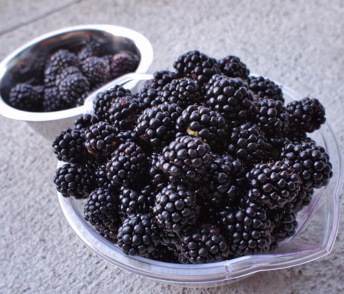 ブラックベリーを収穫しました！ : みどりに囲まれる幸せ