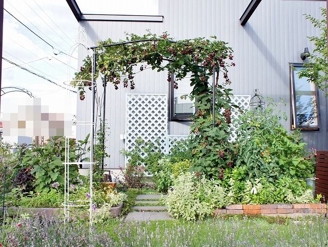 ブラックベリーを収穫しました みどりに囲まれる幸せ