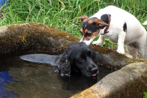 犬の暑さ対策～愛犬のために保冷剤を作る～_f0295036_10225062.jpg