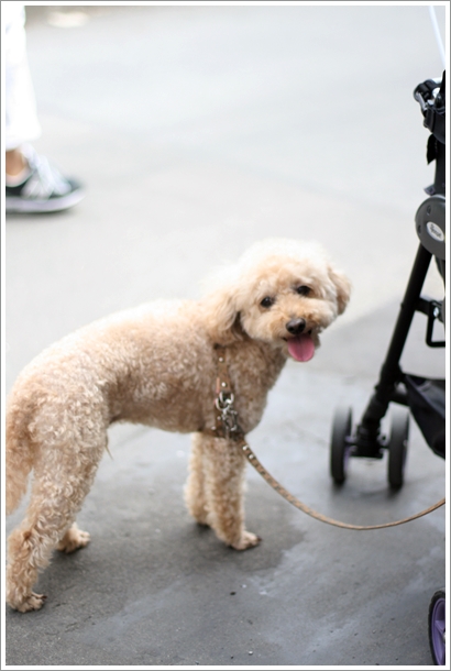 鎌倉 しらす釜めし 鎌倉釜飯 かまかま テラス席犬ok My Toypoodle 鎌倉 しらす釜めし 鎌倉釜飯 かまかま テラス席犬ok My Toypoodle