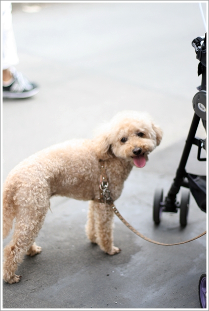 鎌倉 しらす釜めし 鎌倉釜飯 かまかま テラス席犬ok My Toypoodle