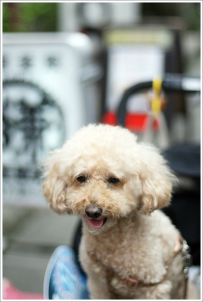 鎌倉 しらす釜めし 鎌倉釜飯 かまかま テラス席犬ok My Toypoodle