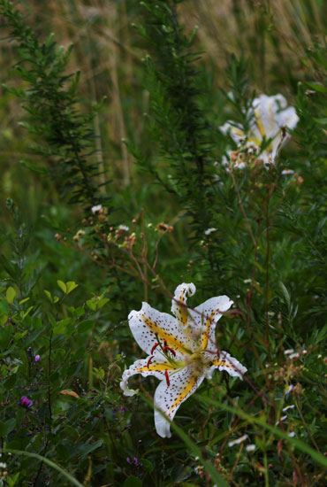 c0093046_841545.jpg