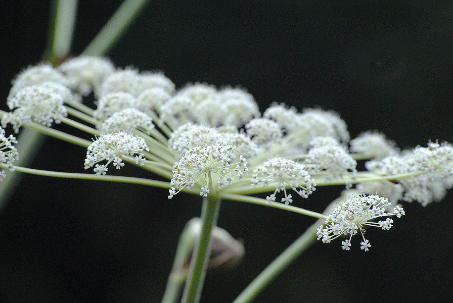 a0001354_23145888.gif