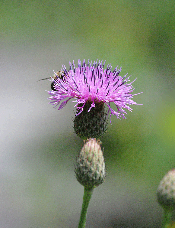 a0001354_23172332.gif
