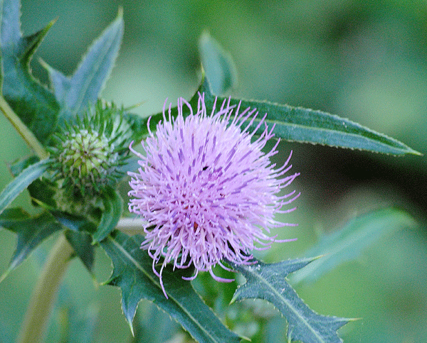 a0001354_23181671.gif