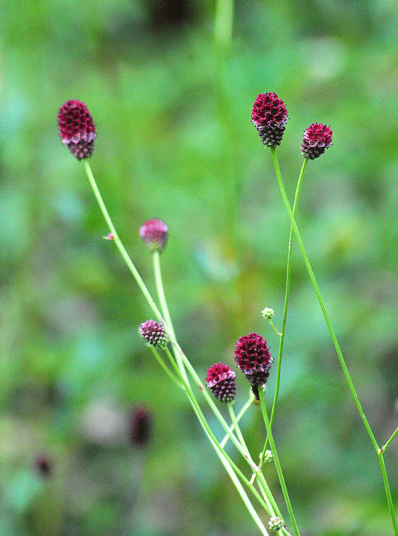 a0001354_2318252.gif