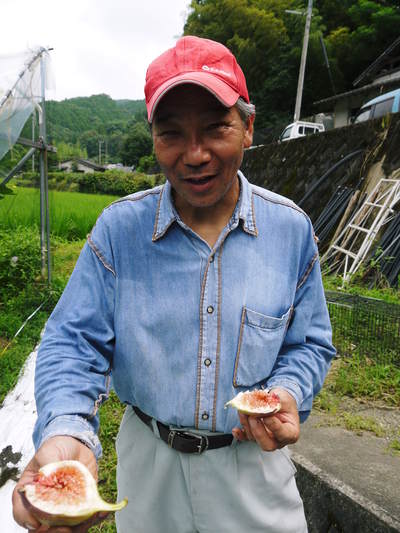 甘熟いちじく 本日、初出荷しました!!収穫の様子を密着取材!!_a0254656_208499.jpg