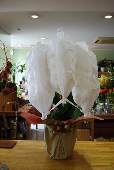 お供えに胡蝶蘭_a0201358_18573486.jpg