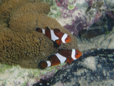 c0180460_8344346.jpg