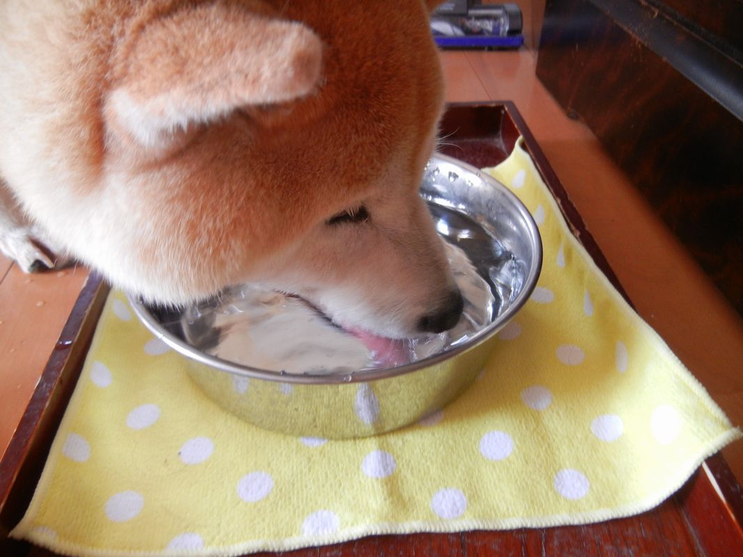 ’14,8,12(火)お盆の始まりだよ~!_f0060461_10143676.jpg